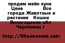 продам мейн куна › Цена ­ 15 000 - Все города Животные и растения » Кошки   . Вологодская обл.,Череповец г.